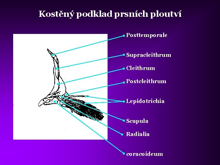 Kostěný podklad prsních ploutví Posttemporale Supracleithrum Cleithrum Postcleithrum Lepidotrichia Scapula Radialia coracoideum 