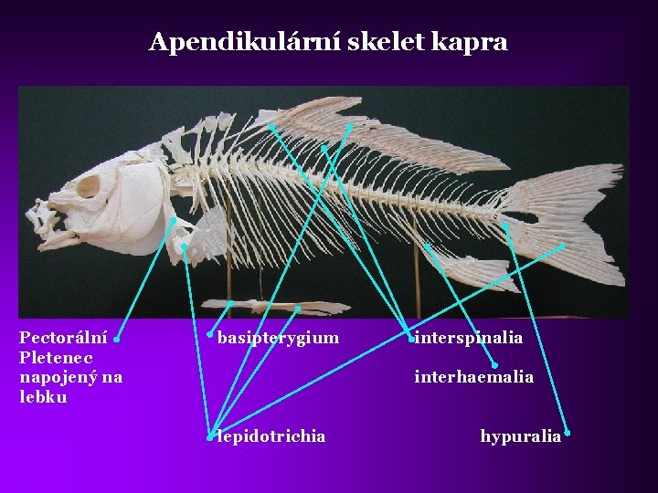 Apendikulární skelet kapra Pectorální Pletenec napojený na lebku basipterygium interspinalia interhaemalia lepidotrichia hypuralia 