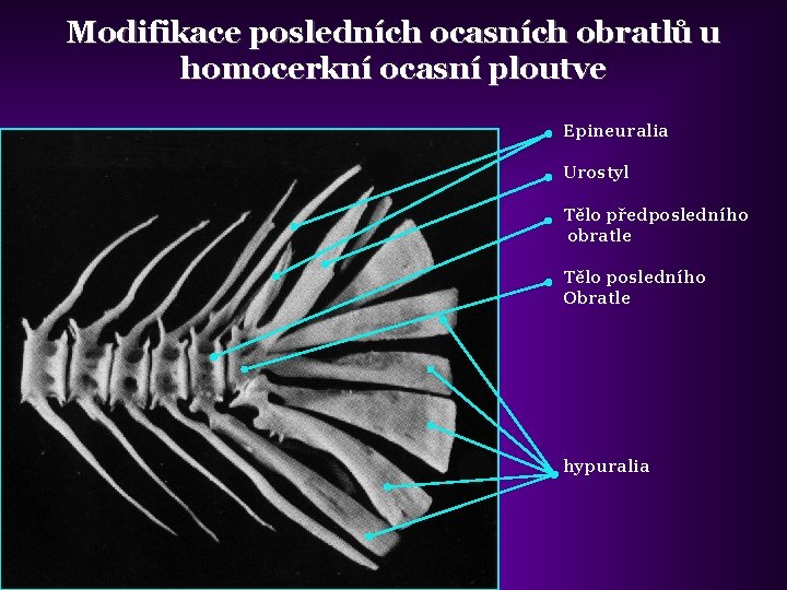 Modifikace posledních ocasních obratlů u homocerkní ocasní ploutve Epineuralia Urostyl Tělo předposledního obratle Tělo