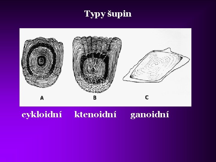 Typy šupin cykloidní ktenoidní ganoidní 