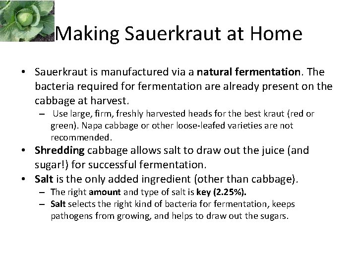 Making Sauerkraut at Home • Sauerkraut is manufactured via a natural fermentation. The bacteria