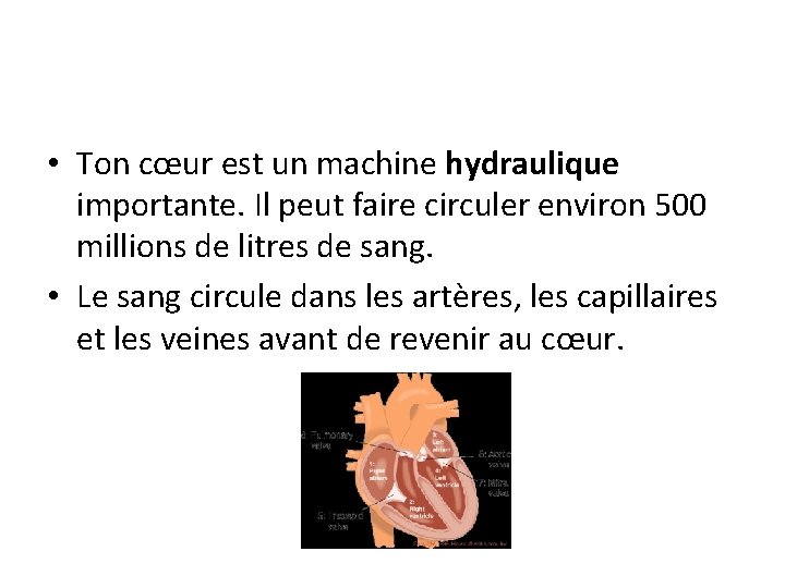  • Ton cœur est un machine hydraulique importante. Il peut faire circuler environ