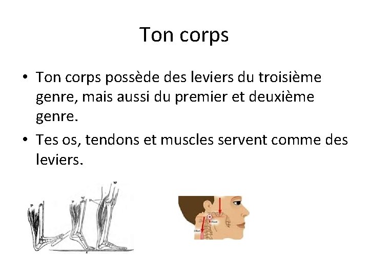 Ton corps • Ton corps possède des leviers du troisième genre, mais aussi du