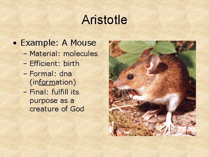 Aristotle • Example: A Mouse – Material: molecules – Efficient: birth – Formal: dna