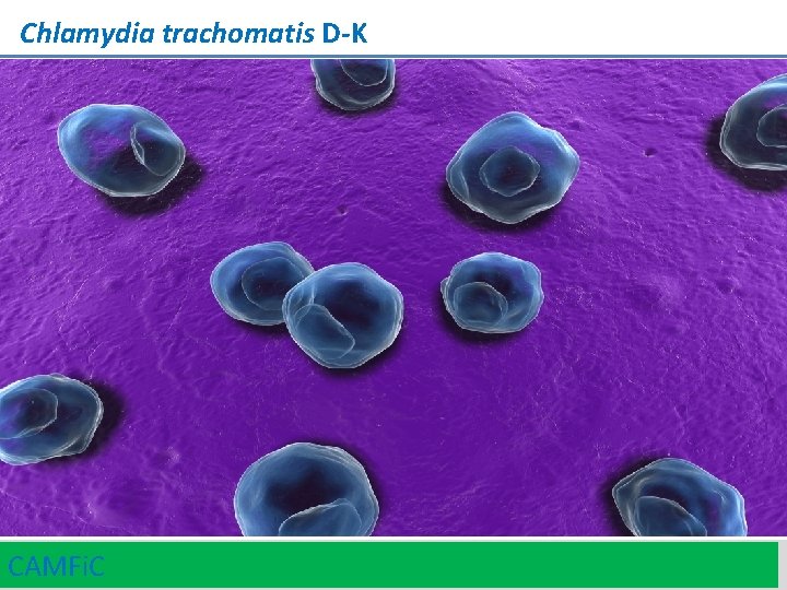 Chlamydia trachomatis D-K CAMFi. C 13 