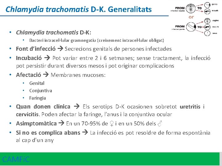 Chlamydia trachomatis D-K. Generalitats • Chlamydia trachomatis D-K: • Bacteri intracel·lular gramnegatiu (creixement intracel·lular