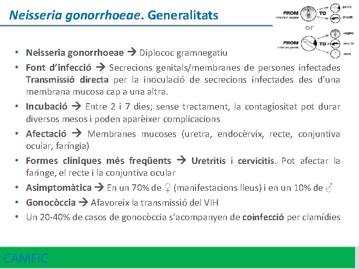 Neisseria gonorrhoeae. Generalitats • Neisseria gonorrhoeae Diplococ gramnegatiu • Font d’infecció Secrecions genitals/membranes de