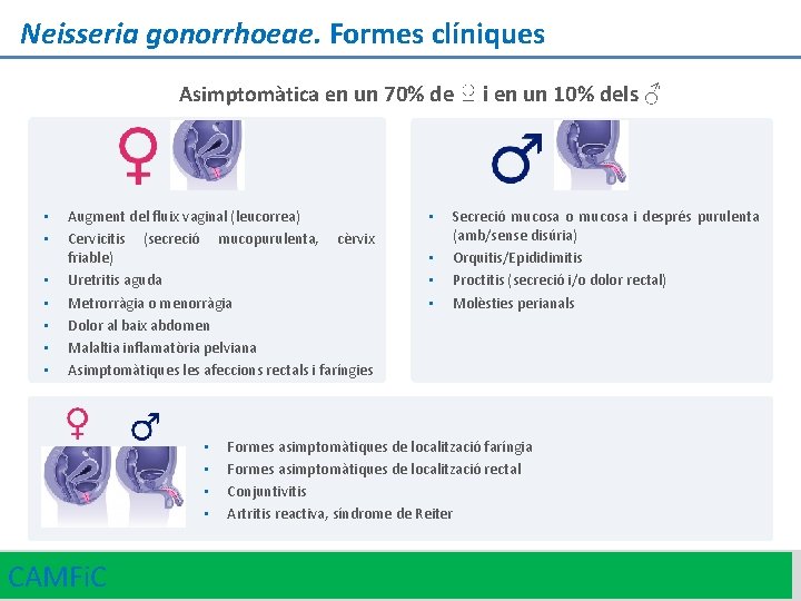 Neisseria gonorrhoeae. Formes clíniques Asimptomàtica en un 70% de ♀ i en un 10%