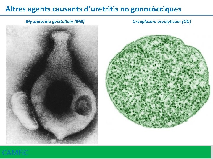 Altres agents causants d’uretritis no gonocòcciques Mycoplasma genitalium (MG) CAMFi. C Ureaplasma urealyticum (UU)