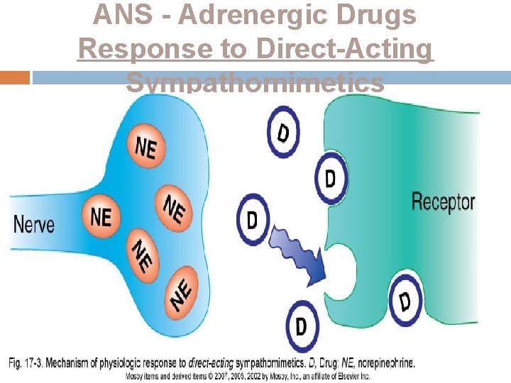 ANS - Adrenergic Drugs Response to Direct-Acting Sympathomimetics 