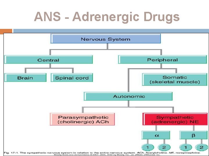 ANS - Adrenergic Drugs 