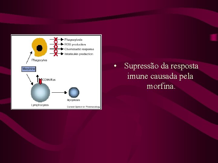  • Supressão da resposta imune causada pela morfina. 