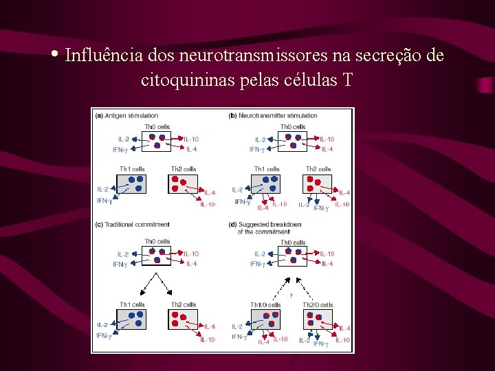 • Influência dos neurotransmissores na secreção de citoquininas pelas células T 