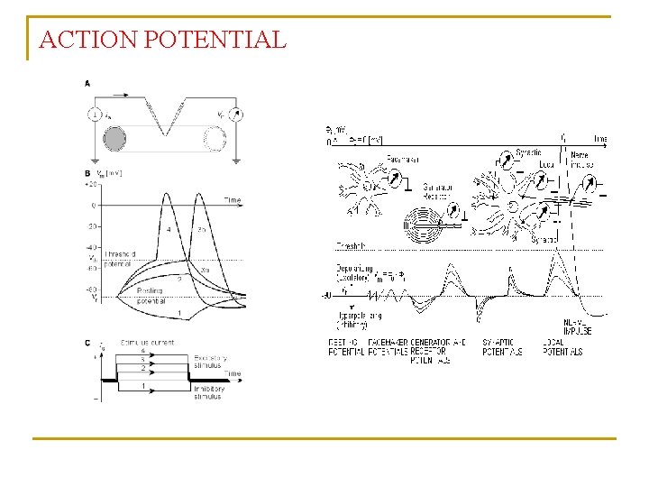 2006 Elements of Neuronal Biophysics The human brain