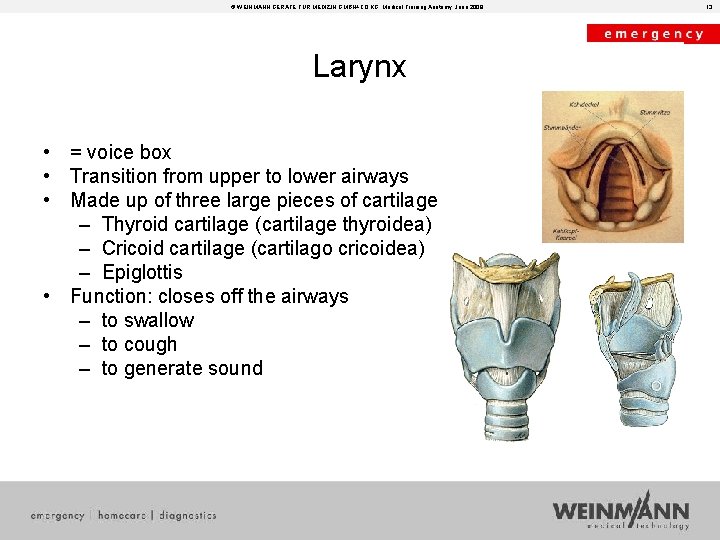 © WEINMANN GERÄTE FÜR MEDIZIN GMBH+CO. KG, Medical Training Anatomy, June 2008 Larynx •