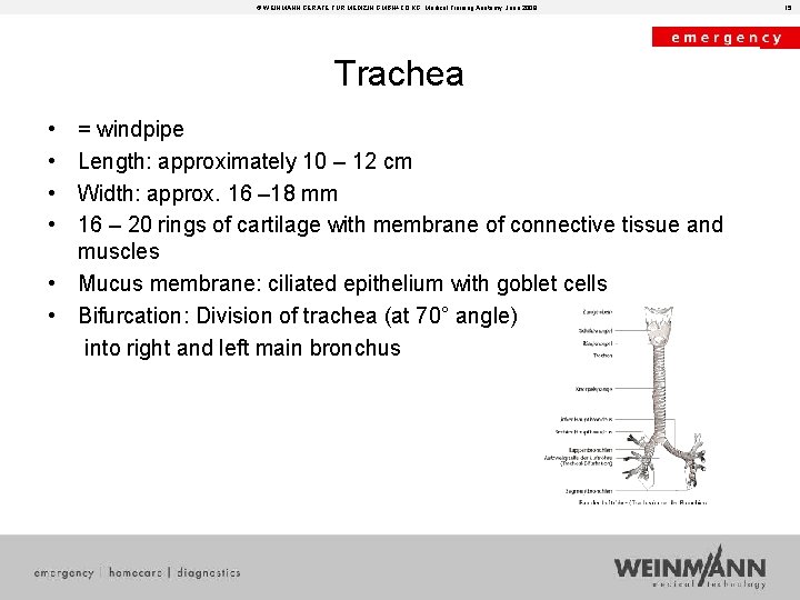 © WEINMANN GERÄTE FÜR MEDIZIN GMBH+CO. KG, Medical Training Anatomy, June 2008 Trachea • © WEINMANN GERÄTE FÜR MEDIZIN GMBH+CO. KG, Medical Training Anatomy, June 2008 Trachea •