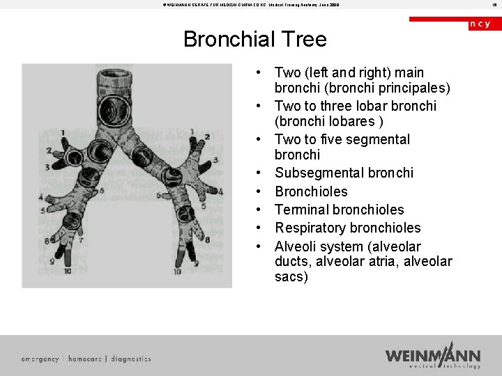 © WEINMANN GERÄTE FÜR MEDIZIN GMBH+CO. KG, Medical Training Anatomy, June 2008 Bronchial Tree