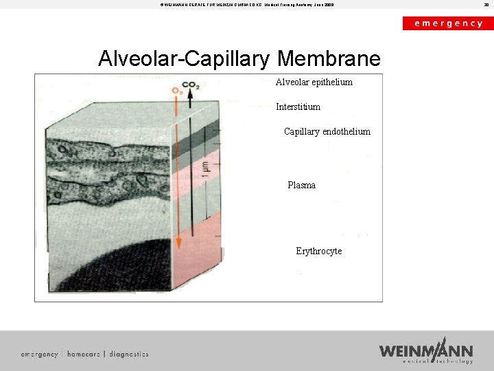 © WEINMANN GERÄTE FÜR MEDIZIN GMBH+CO. KG, Medical Training Anatomy, June 2008 Alveolar-Capillary Membrane