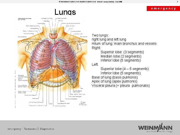 © WEINMANN GERÄTE FÜR MEDIZIN GMBH+CO. KG, Medical Training Anatomy, June 2008 Lungs Two