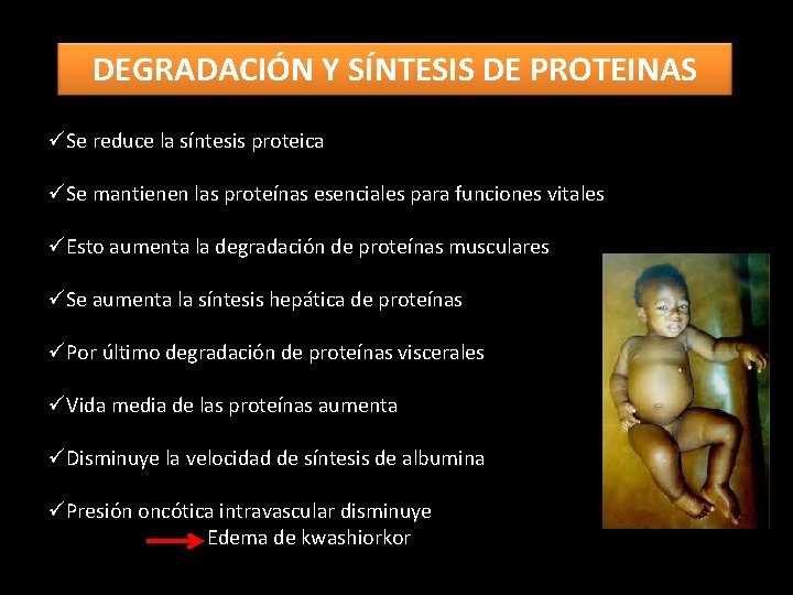 DEGRADACIÓN Y SÍNTESIS DE PROTEINAS üSe reduce la síntesis proteica üSe mantienen las proteínas