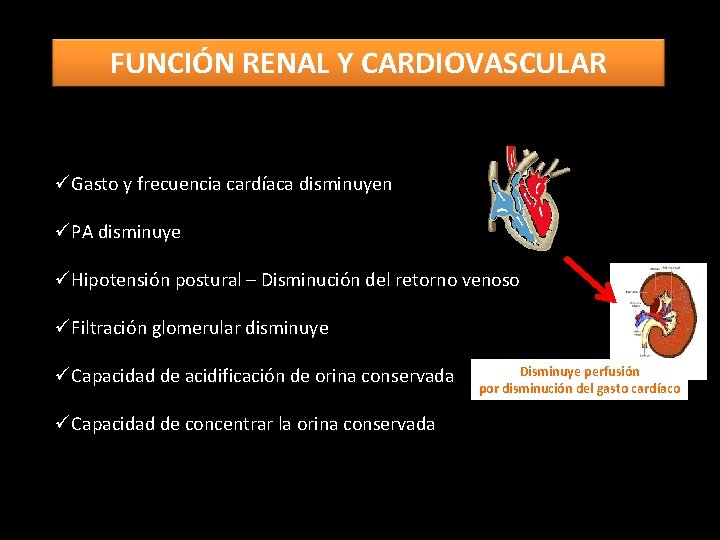 FUNCIÓN RENAL Y CARDIOVASCULAR üGasto y frecuencia cardíaca disminuyen üPA disminuye üHipotensión postural –