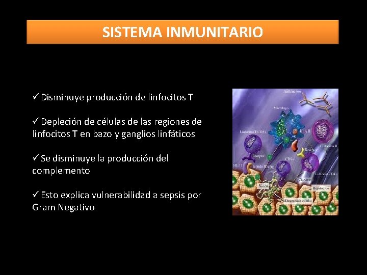 SISTEMA INMUNITARIO üDisminuye producción de linfocitos T üDepleción de células de las regiones de