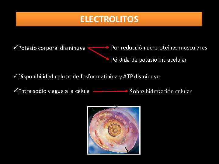 ELECTROLITOS üPotasio corporal disminuye Por reducción de proteínas musculares Pérdida de potasio intracelular üDisponibilidad