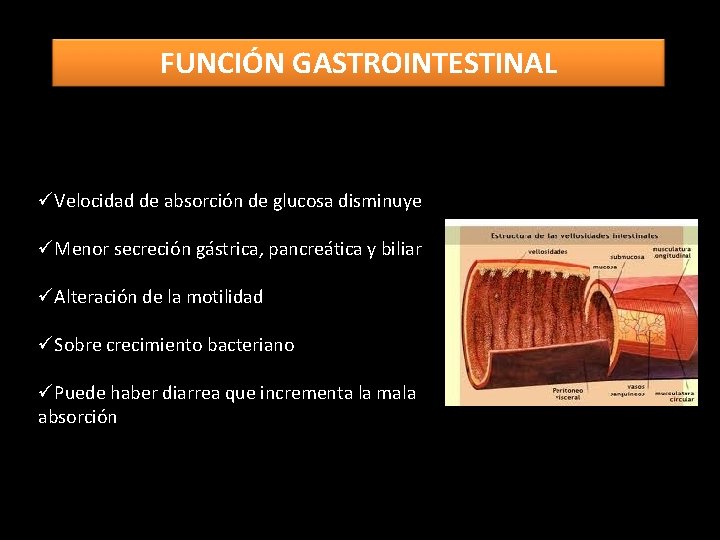 FUNCIÓN GASTROINTESTINAL üVelocidad de absorción de glucosa disminuye üMenor secreción gástrica, pancreática y biliar