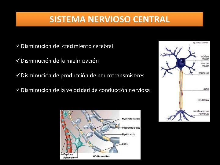 SISTEMA NERVIOSO CENTRAL üDisminución del crecimiento cerebral üDisminución de la mielinización üDisminución de producción