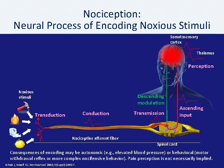 Nociception: Neural Process of Encoding Noxious Stimuli Somatosensory cortex Thalamus Perception Noxious stimuli Descending