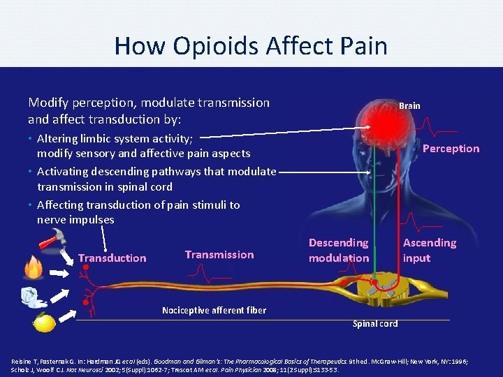 How Opioids Affect Pain Modify perception, modulate transmission and affect transduction by: Brain •