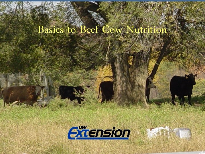 Basics to Beef Cow Nutrition Basics to Small Farm Beef Cow Nutrition Adam Hady