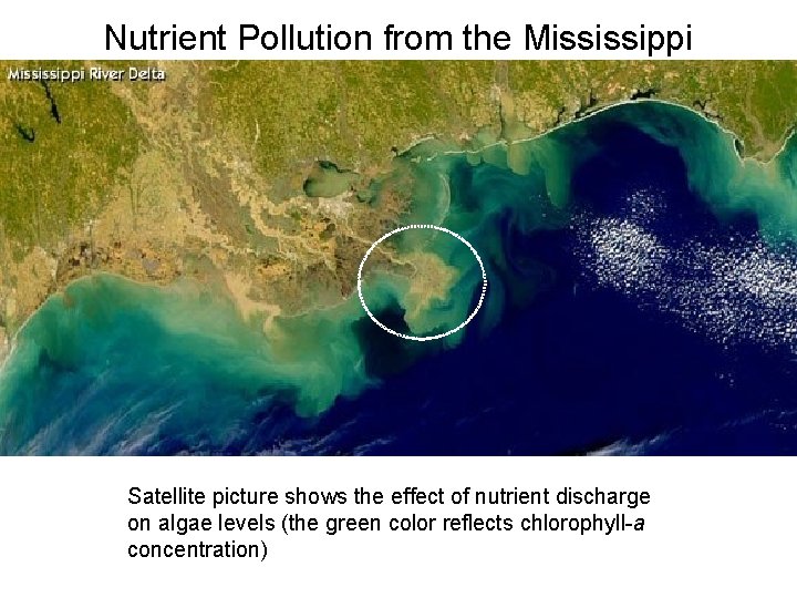 Nutrient Pollution from the Mississippi Satellite picture shows the effect of nutrient discharge on