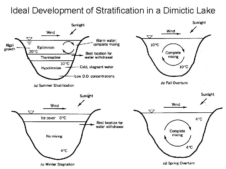 Ideal Development of Stratification in a Dimictic Lake 