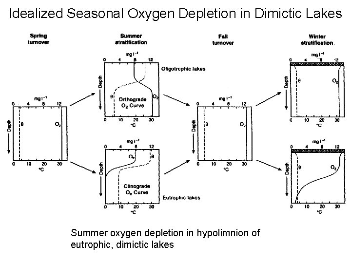 Idealized Seasonal Oxygen Depletion in Dimictic Lakes Summer oxygen depletion in hypolimnion of eutrophic,