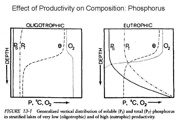 Effect of Productivity on Composition: Phosphorus 