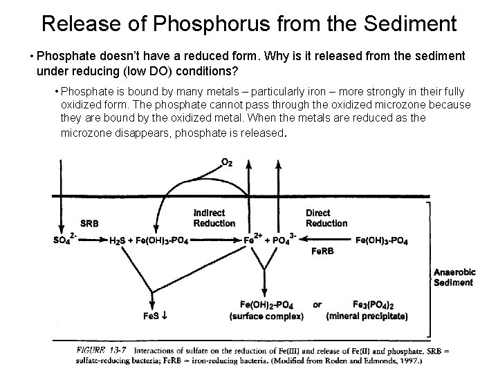 Release of Phosphorus from the Sediment • Phosphate doesn’t have a reduced form. Why