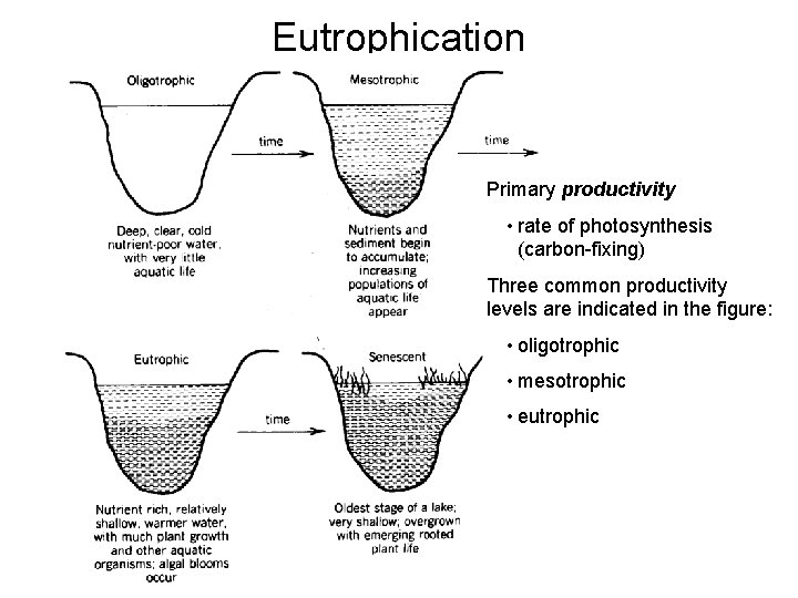 Eutrophication Primary productivity • rate of photosynthesis (carbon-fixing) Three common productivity levels are indicated
