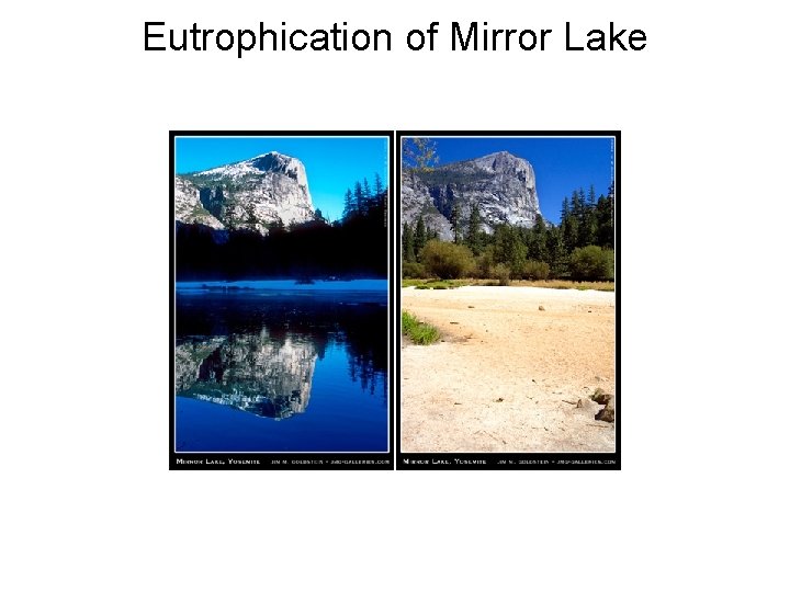 Eutrophication of Mirror Lake 