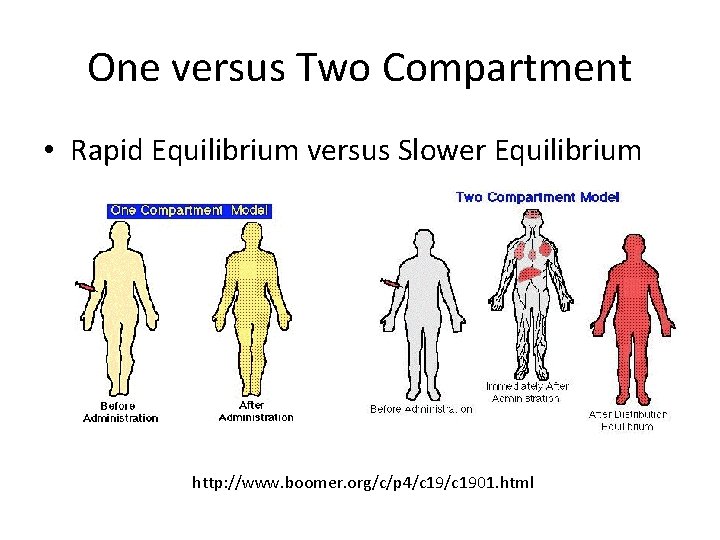 One versus Two Compartment • Rapid Equilibrium versus Slower Equilibrium http: //www. boomer. org/c/p
