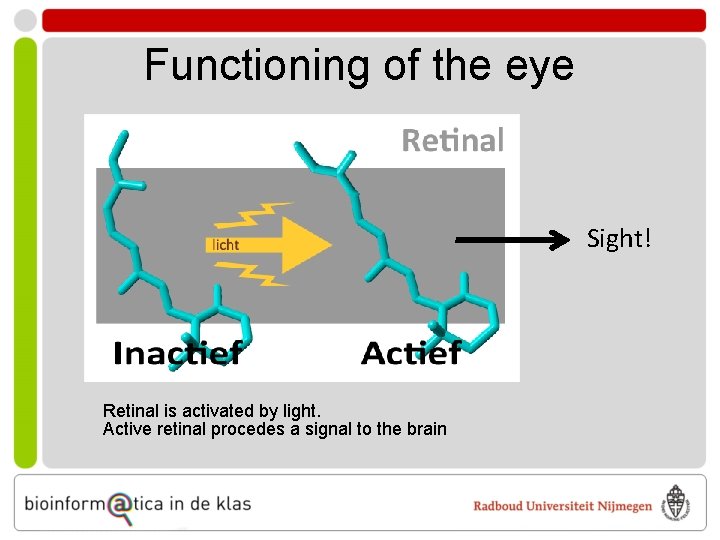 Functioning of the eye Sight! Retinal is activated by light. Active retinal procedes a