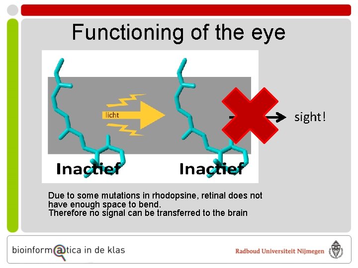 Functioning of the eye sight! Due to some mutations in rhodopsine, retinal does not