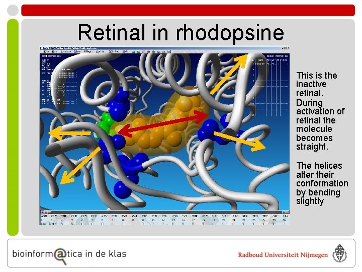 Retinal in rhodopsine This is the inactive retinal. During activation of retinal the molecule