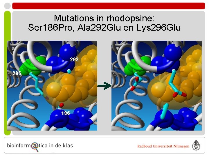 Mutations in rhodopsine: Ser 186 Pro, Ala 292 Glu en Lys 296 Glu 292