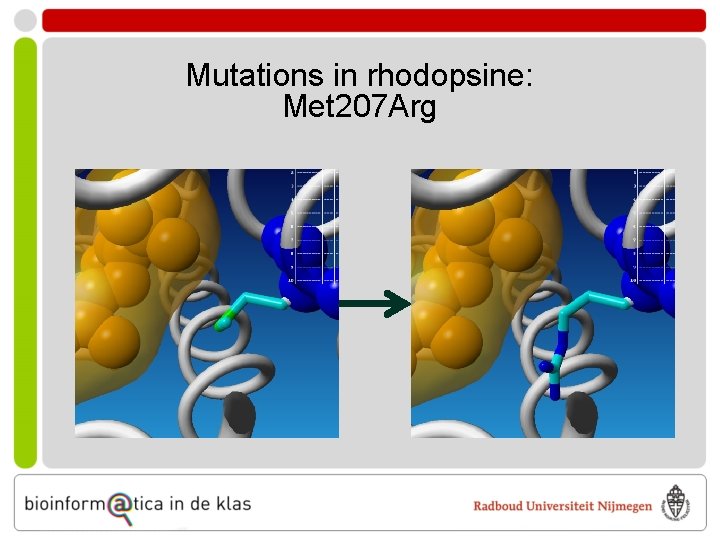 Mutations in rhodopsine: Met 207 Arg 