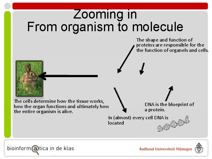 Zooming in From organism to molecule The shape and function of proteins are responsible
