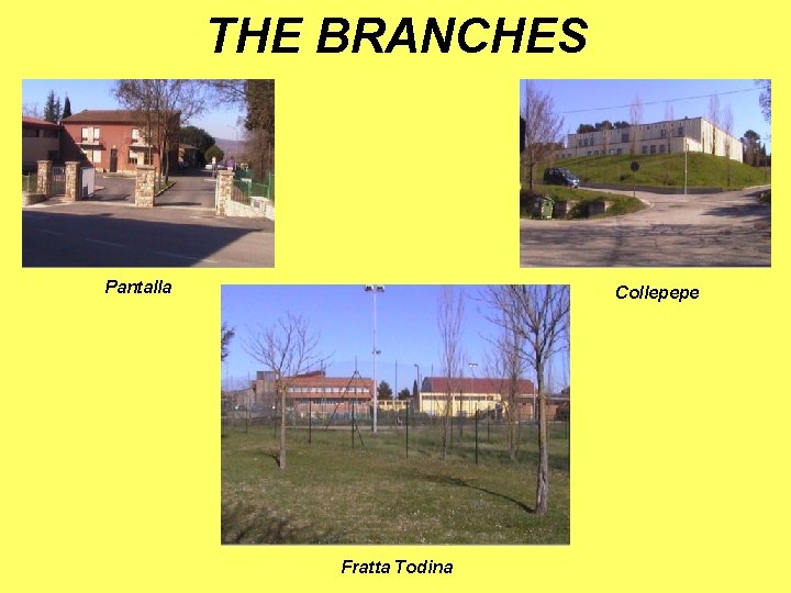 THE BRANCHES Pantalla Collepepe Fratta Todina 