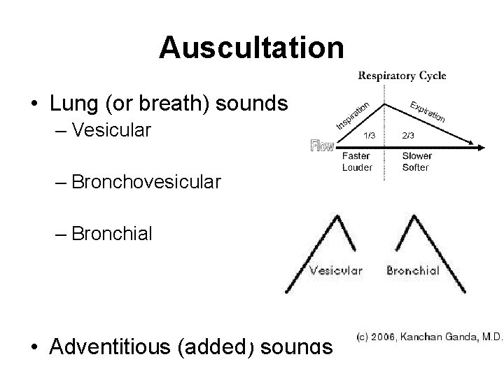 Auscultation • Lung (or breath) sounds – Vesicular – Bronchovesicular – Bronchial • Adventitious