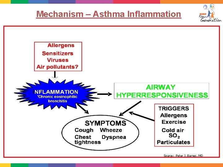 Mechanism – Asthma Inflammation Source: Peter J. Barnes, MD 