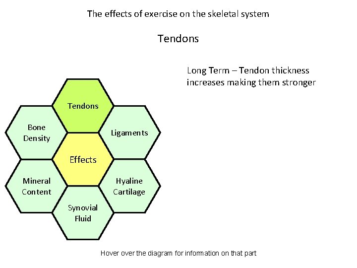 The effects of exercise on the skeletal system Tendons Long Term – Tendon thickness
